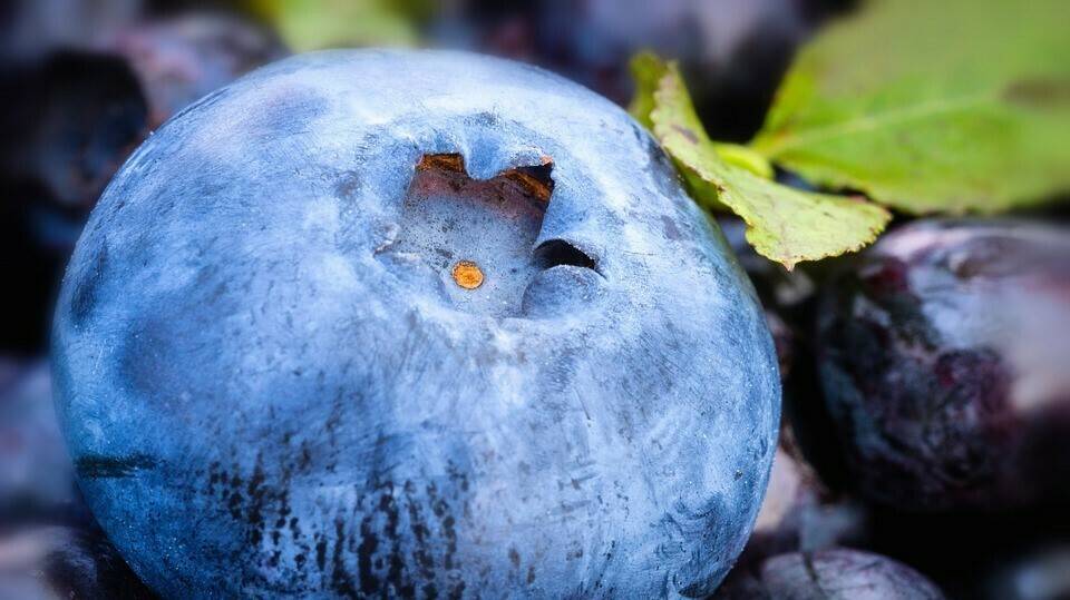 blueberry-3538385_960_720|elifab